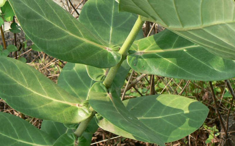 Chuẩn bị nguyên liệu lá bồng bông
